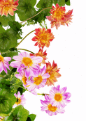 Un m&eacute;lange floral &eacute;clatant et vivant
